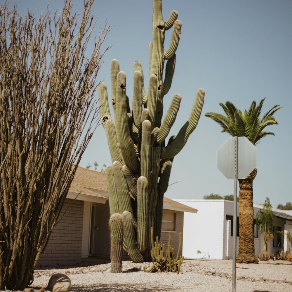 Phoenix home beneath a desert sky and saguaro cactus